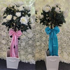 2x 4ft Rose Topiary Trees