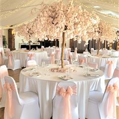 Blush pink blossom trees 